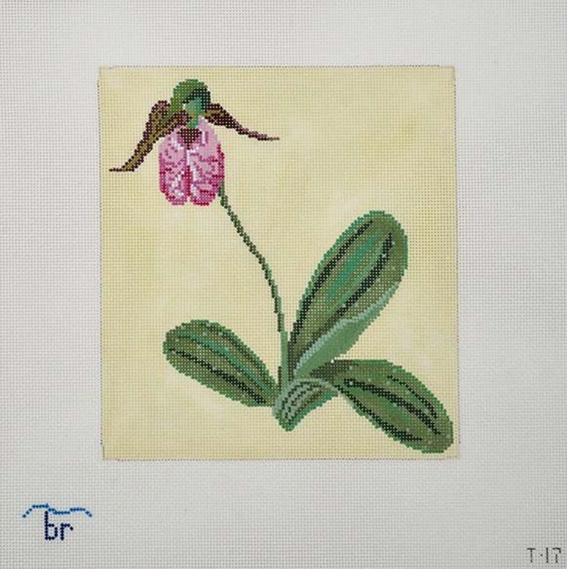 Pink Lady's Slipper
